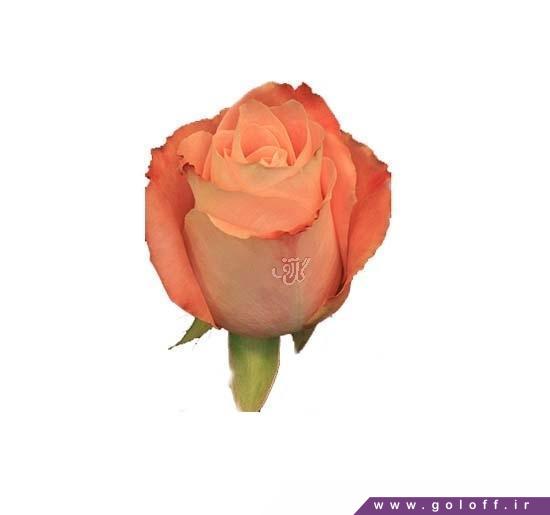 عکس شاخه گل زیبا - گل رز هلندی فادو - Rose | گل آف